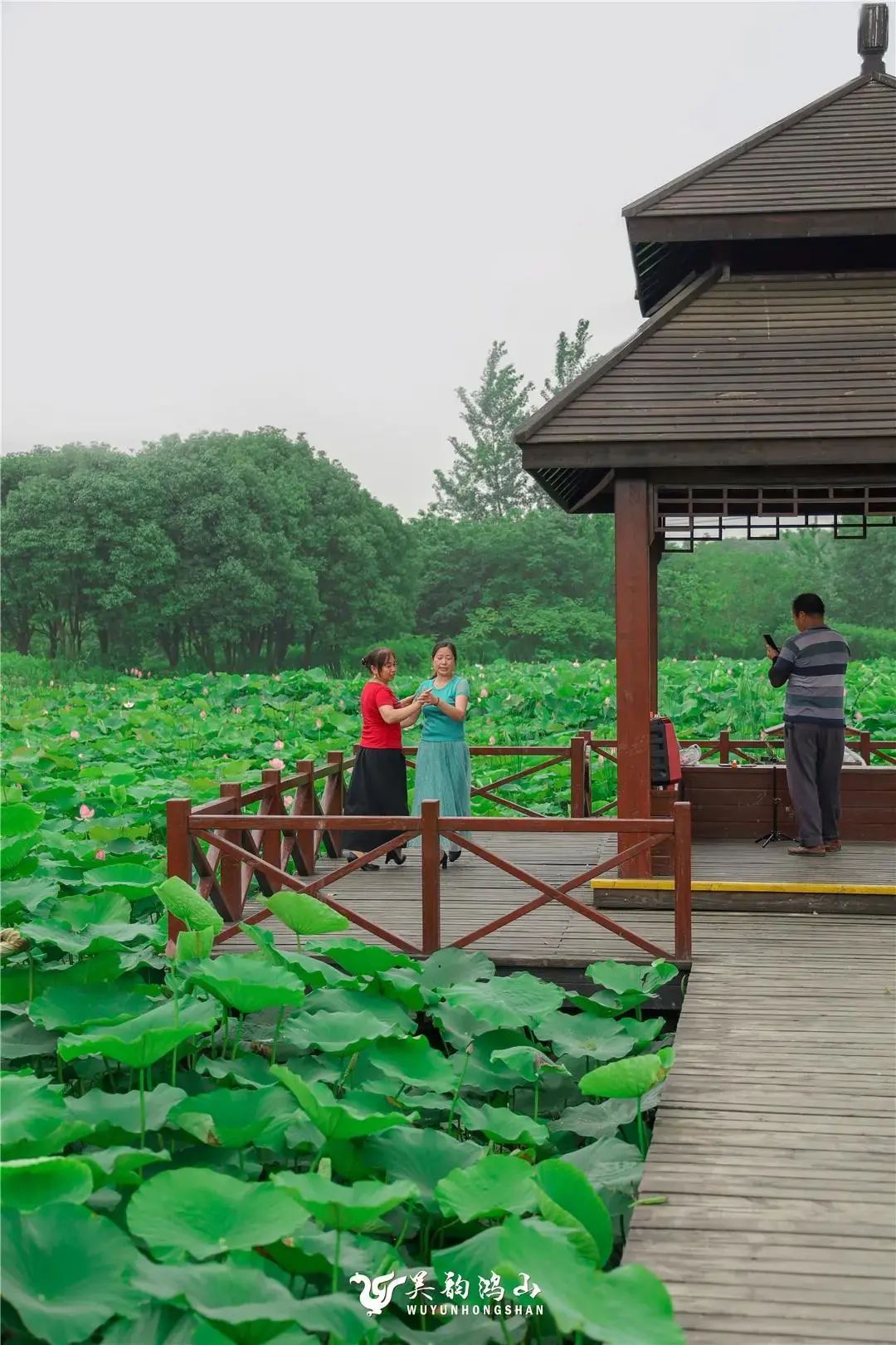 鼋头渚荷花绽放季，盛景新篇待君赏